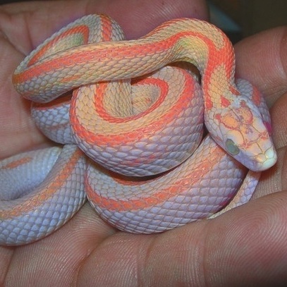 neon-snake